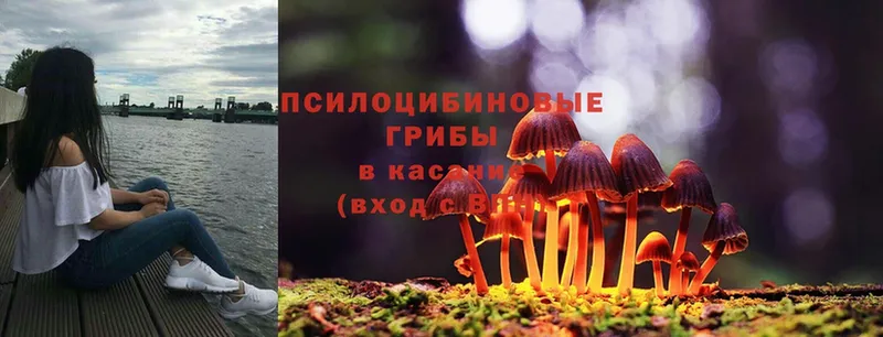 Галлюциногенные грибы Magic Shrooms  наркошоп  Жуков 